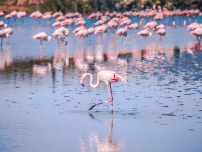 La Petite Camargue