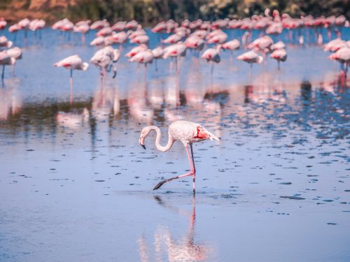La Petite Camargue